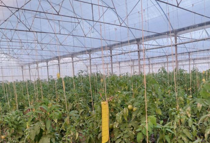 Tomate fresco / tomates Exportación desde España a Europa embalaje caja de plástico tiene todos los tamaños Tomate / tomates secos Fresco, seco, congelado
