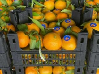 Naranjas Navel Naranjas Valencia Mandarinas Mandarinas Todos los calibres