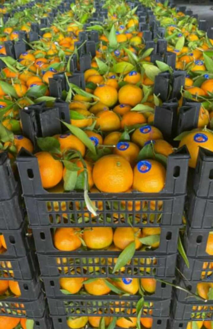 Naranjas Navel Naranjas Valencia Mandarinas Mandarinas Todos los calibres y calibres