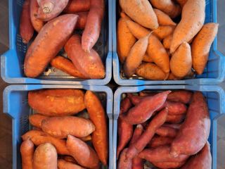 Batatas holandesas de alta calidad a prueba de planetas