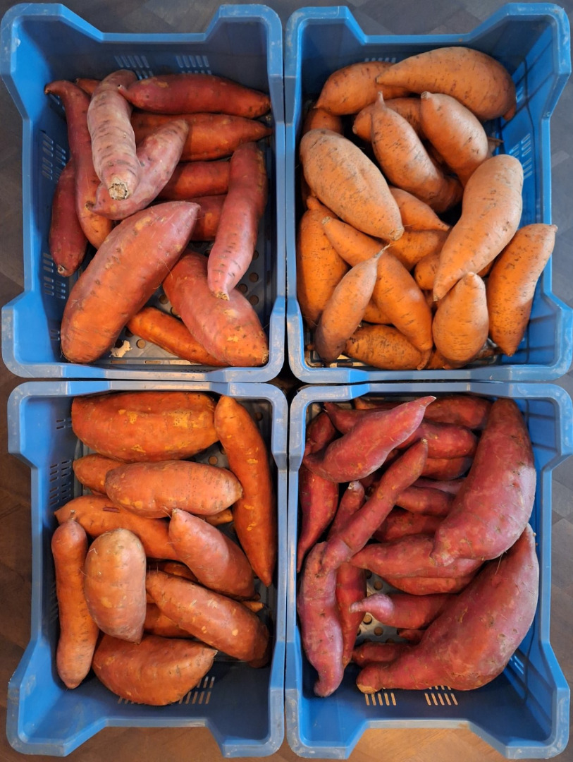 Batatas holandesas de alta calidad a prueba de planetas con el certificado global gap tanto para el mercado fresco como para la industria