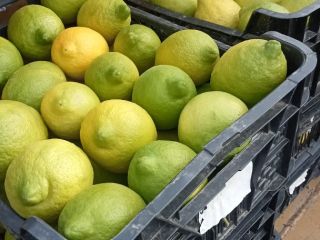 Productor de limones Finos ecológicos con certificado, se venden