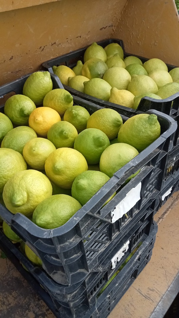 Productor de limones Finos ecológicos con certificado, se venden directo en árbol varios calibres, más de 180.000kg