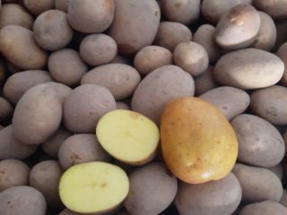Patatas comestibles de la variedad Corina.