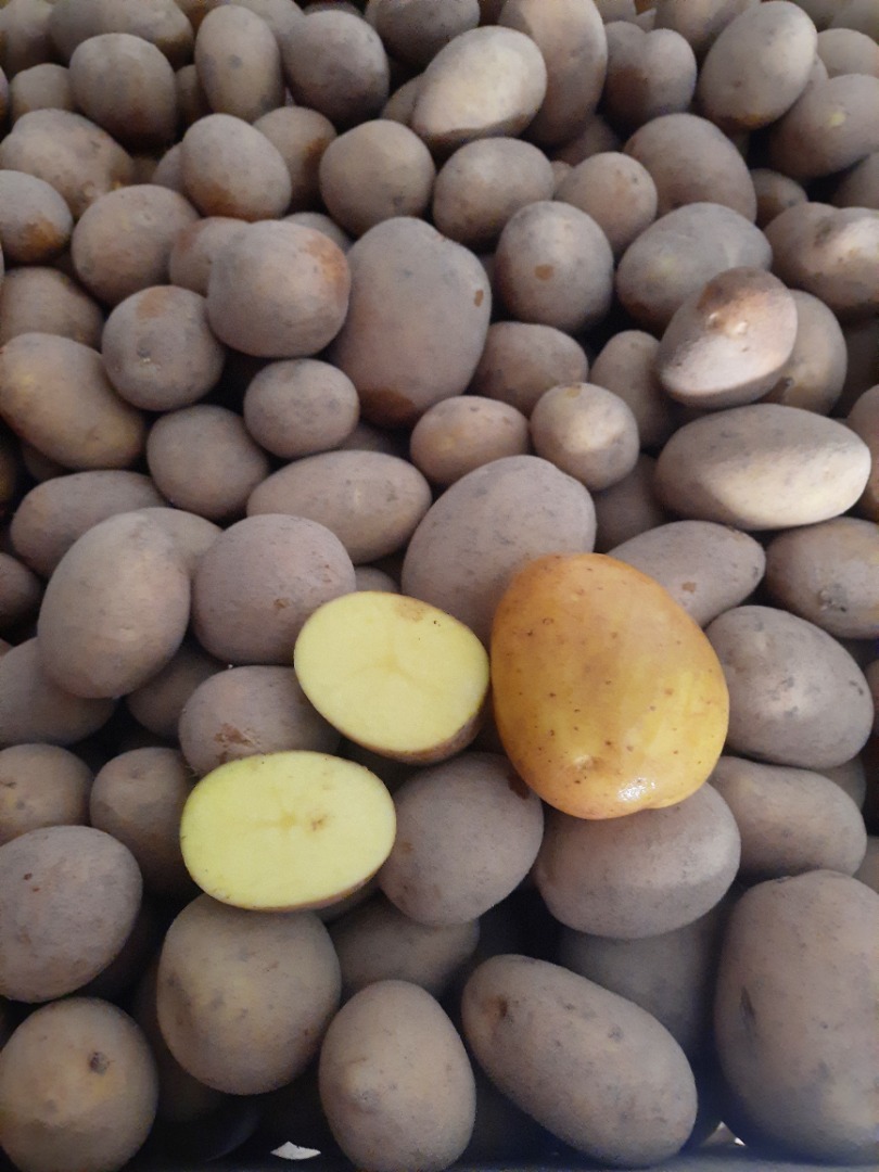 Patatas comestibles de la variedad Corina