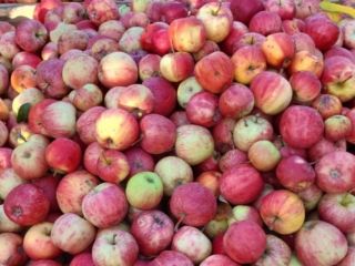Comercializamos variedades de manzanas cocidas para la industria, compotas