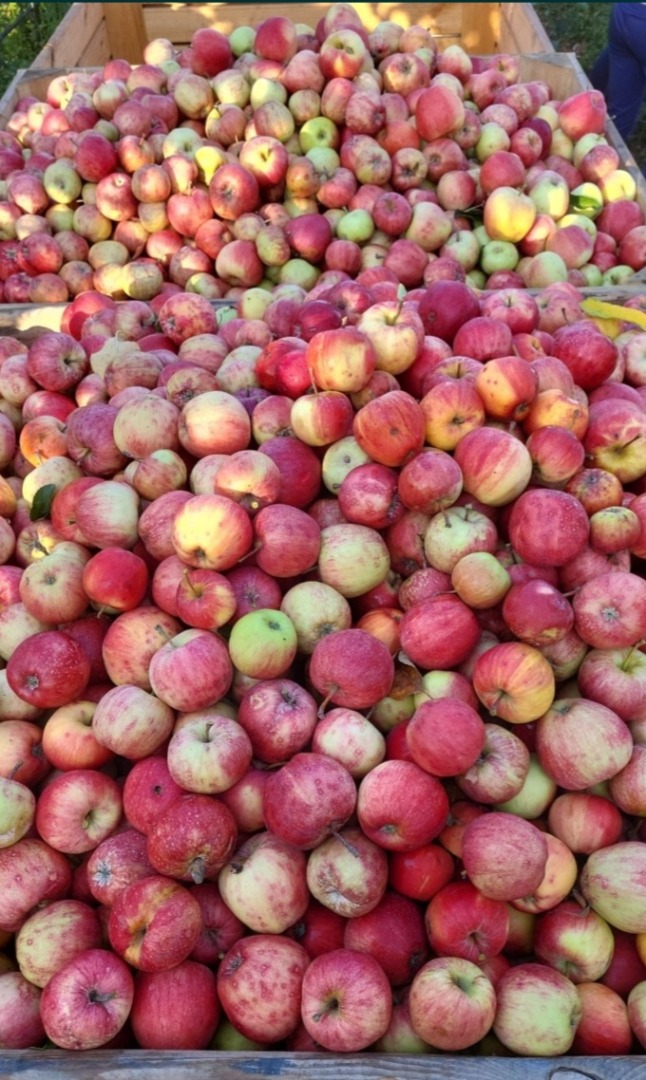 Comercializamos variedades de manzanas cocidas para la industria, compotas y zumos