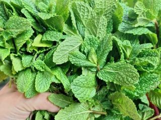 Estimado señor o señora, Somos una empresa de plantas