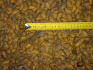 Puedo ofrecer aprox. 10.000 kg de almendra en grano,