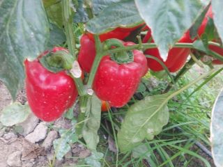 ¡Venderé pimientos rojos, amarillos y verdes, importados de Uzbekistán!