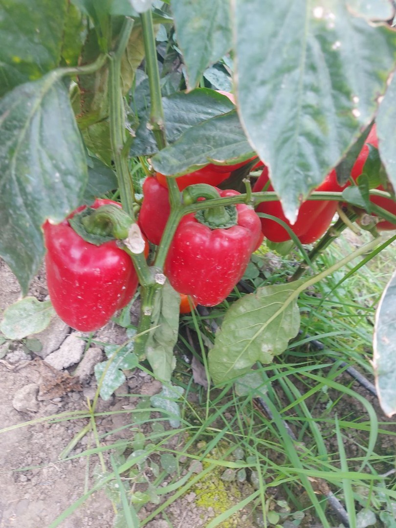 ¡Venderé pimientos rojos, amarillos y verdes, importados de Uzbekistán! Verduras de primera, sabor único! No es China ni Polonia, España, etc