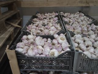 Venta de ajo, importado de Uzbekistán. Clase I, sabor
