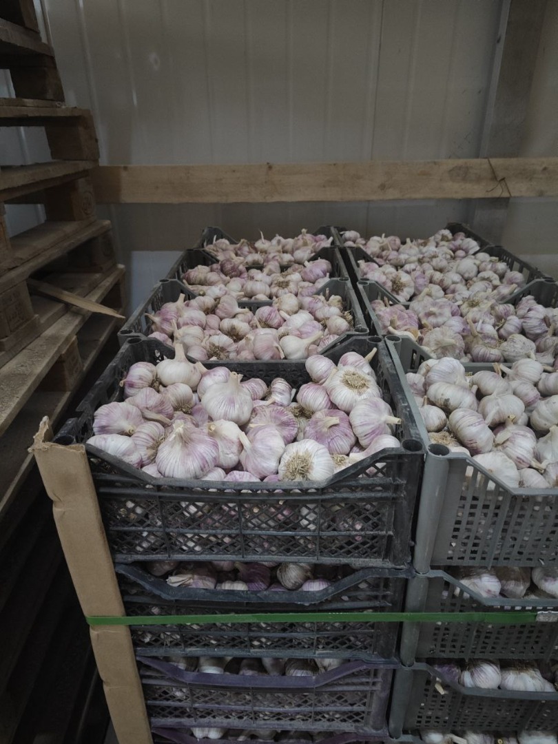Venta de ajo, importado de Uzbekistán