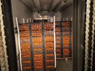 Hola. Tengo mandarinas de Grecia a la venta, precio