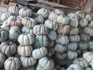 Calabazas cultivadas localmente. Están bien tratados y listos para