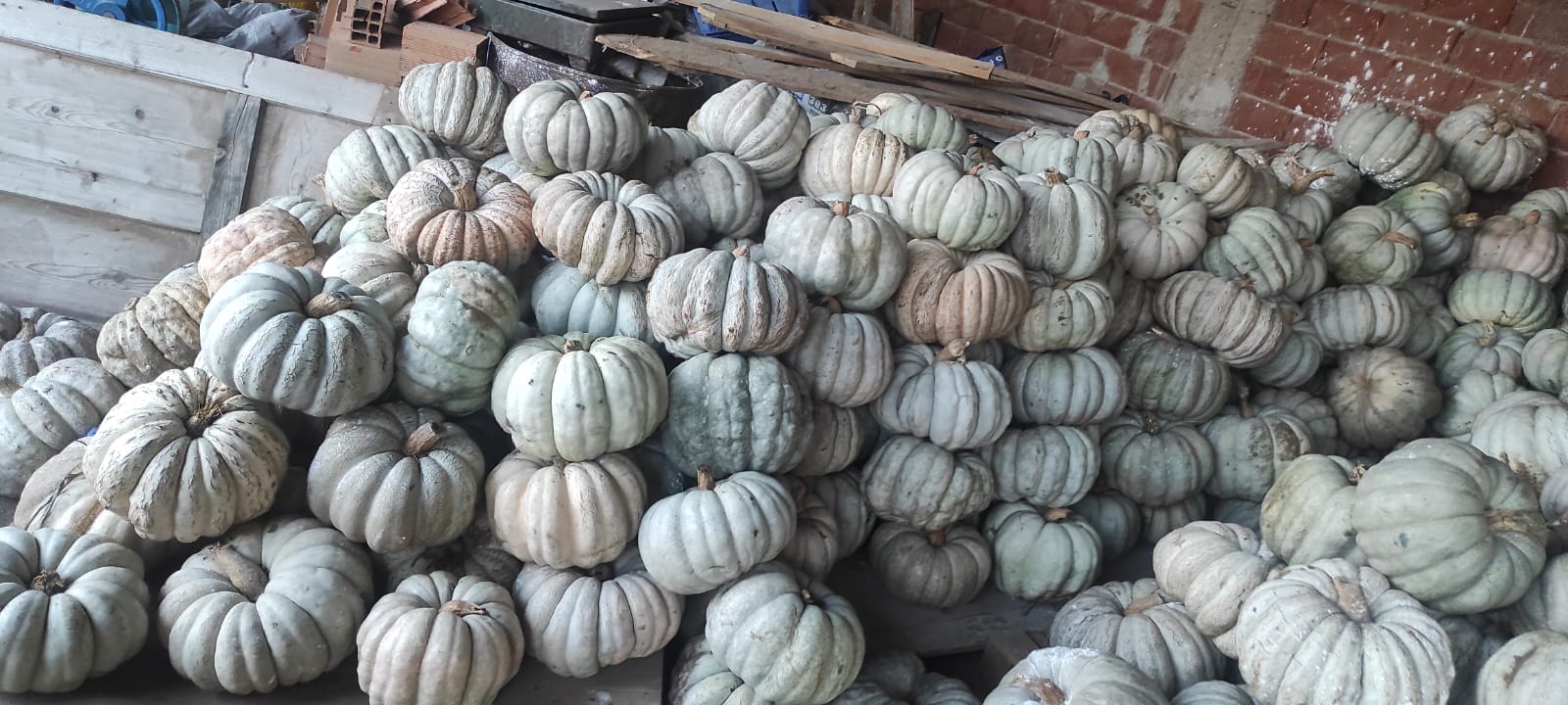 Calabazas cultivadas localmente
