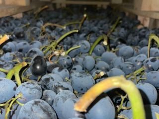 Ofrecemos a la venta uva negra de alta calidad,