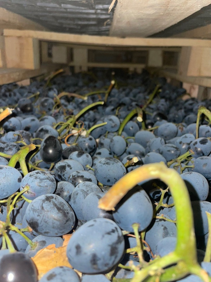 Ofrecemos a la venta uva negra de alta calidad, ofrecemos exportación y transporte a su país