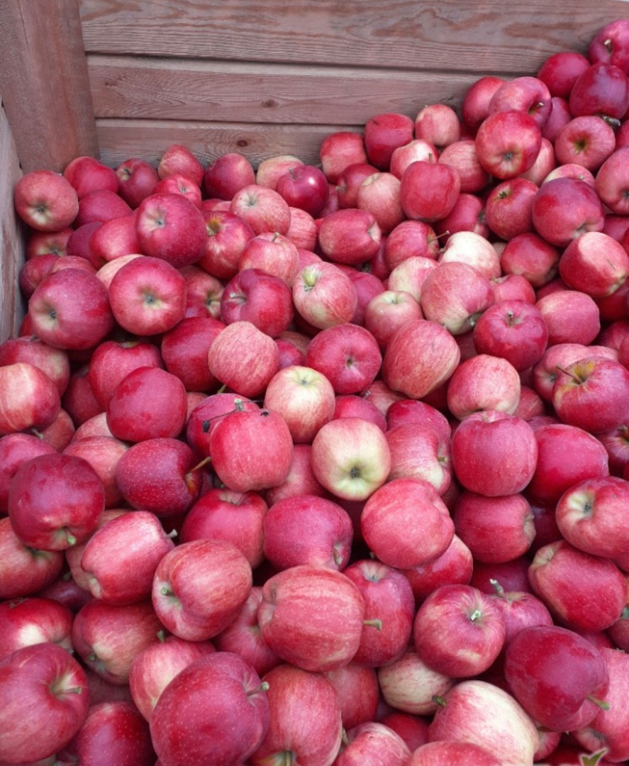Estableceremos una cooperación con los destinatarios de variedades de manzanas como Gala Royal, Red Delicious, Pinova (Ewelina) y Golden