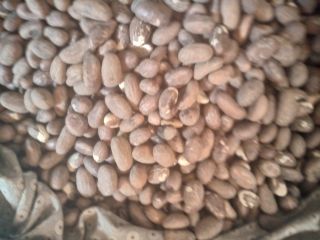 Tenemos kola amarga de calidad a la venta.
