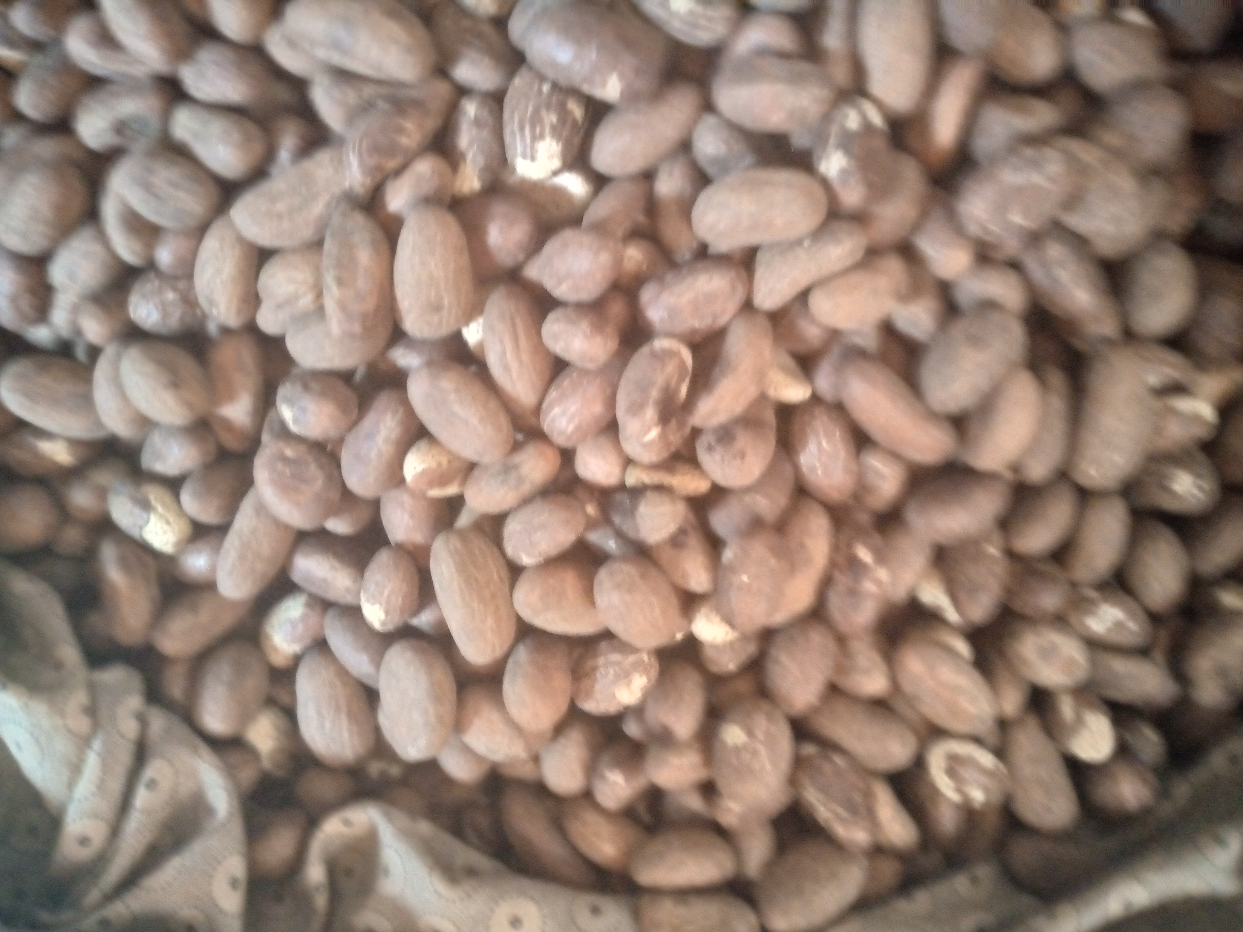 Tenemos kola amarga de calidad a la venta