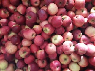 Vendo manzanas para consumo a precio de productor. Variedades
