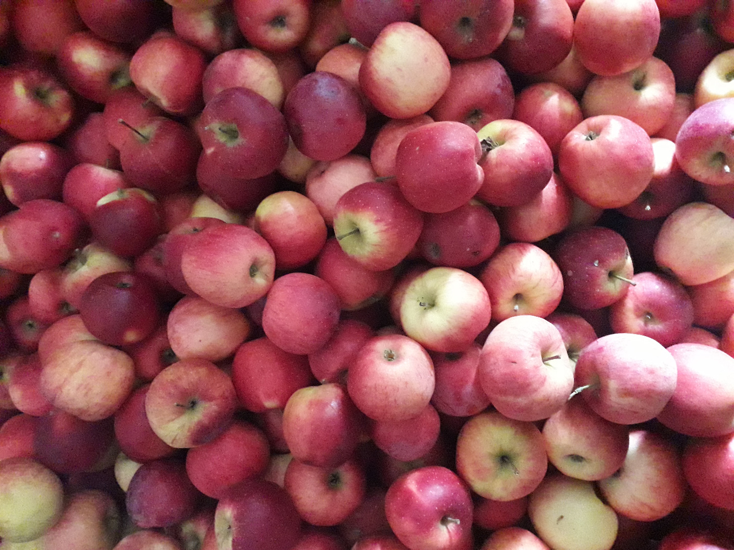 Vendo manzanas para consumo a precio de productor