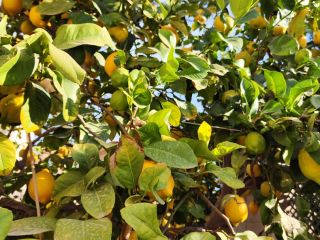 Limón fino de la Huerta de Murcia, cultivo tradicional.
