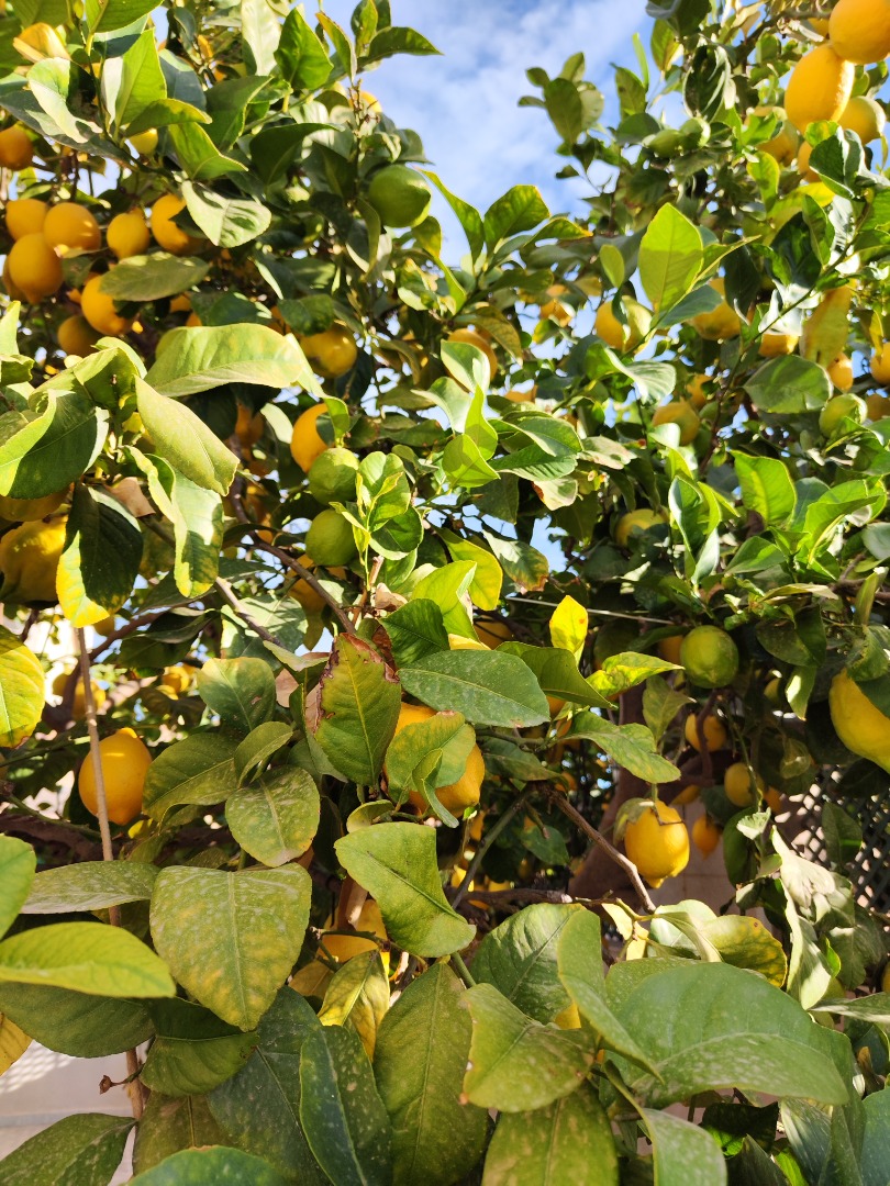 Limón fino de la Huerta de Murcia, cultivo tradicional
