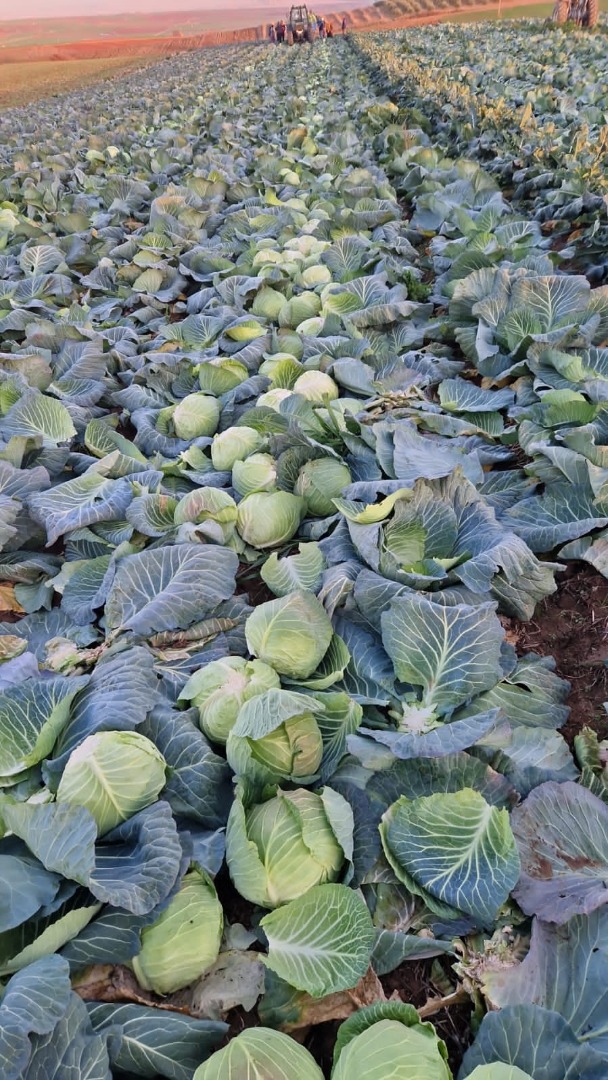 Repollo blanco, producción y precio al productor, calidad, empaque y selección de acuerdo a sus requerimientos, el repollo es fresco, se cultiva directamente