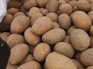 HOLA.... VENDERÉ PATATAS CON POSIBILIDAD DE PRUEBAS DE FITO