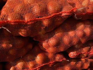 Venta de cebolla roja de Hungría. Tamaño: 40-80 mm