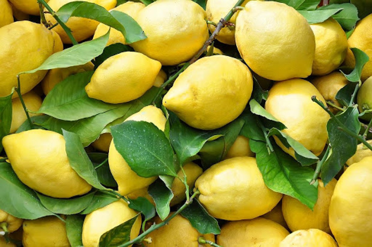 FRUTAS Y VERDURAS frescas y de alta calidad de Italia Limón - Kiwi - cebollas rojas y amarillas - patatas - maíz - Exportación en cajas de cartón, ya embaladas