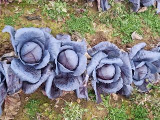 Ahora también tenemos col lombarda súper linda y fresca,