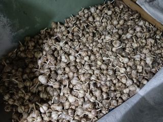 Ajo polaco cultivado en su propio jardín, sin fertilizantes