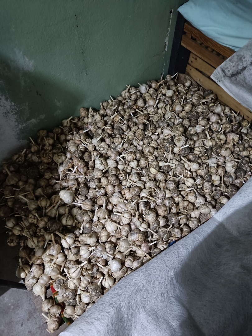 Ajo polaco cultivado en su propio jardín, sin fertilizantes ni fumigaciones