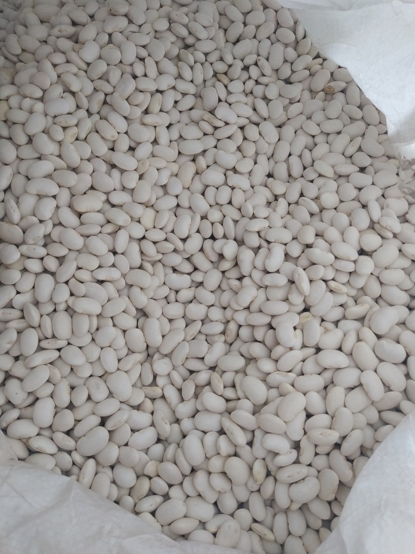 Hola, vendo judías enanas blancas de 100 a 120/100 g en Polonia