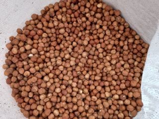 Hola, vendo producto de avellana, cosecha 2023, calibre 11-13,
