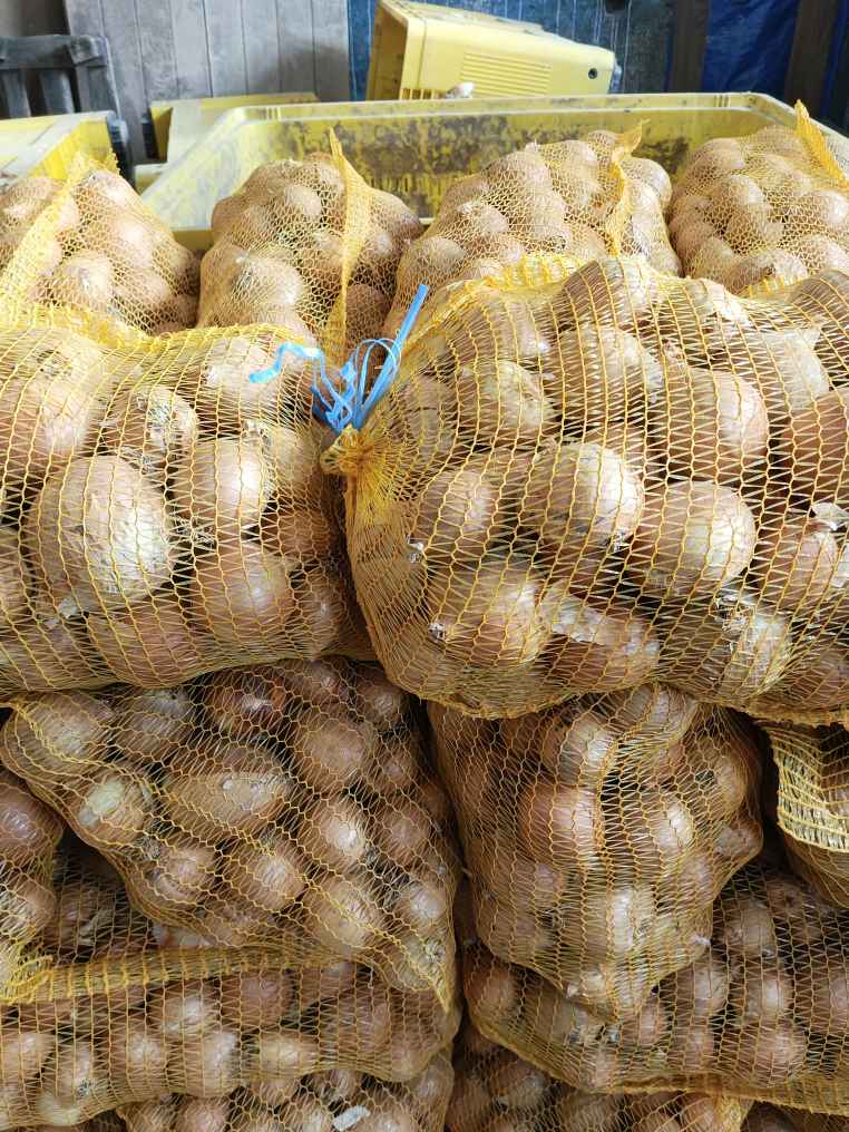 Vendo cebollas amarillas, calibre 4-9, envasadas en sacos de 15 kg