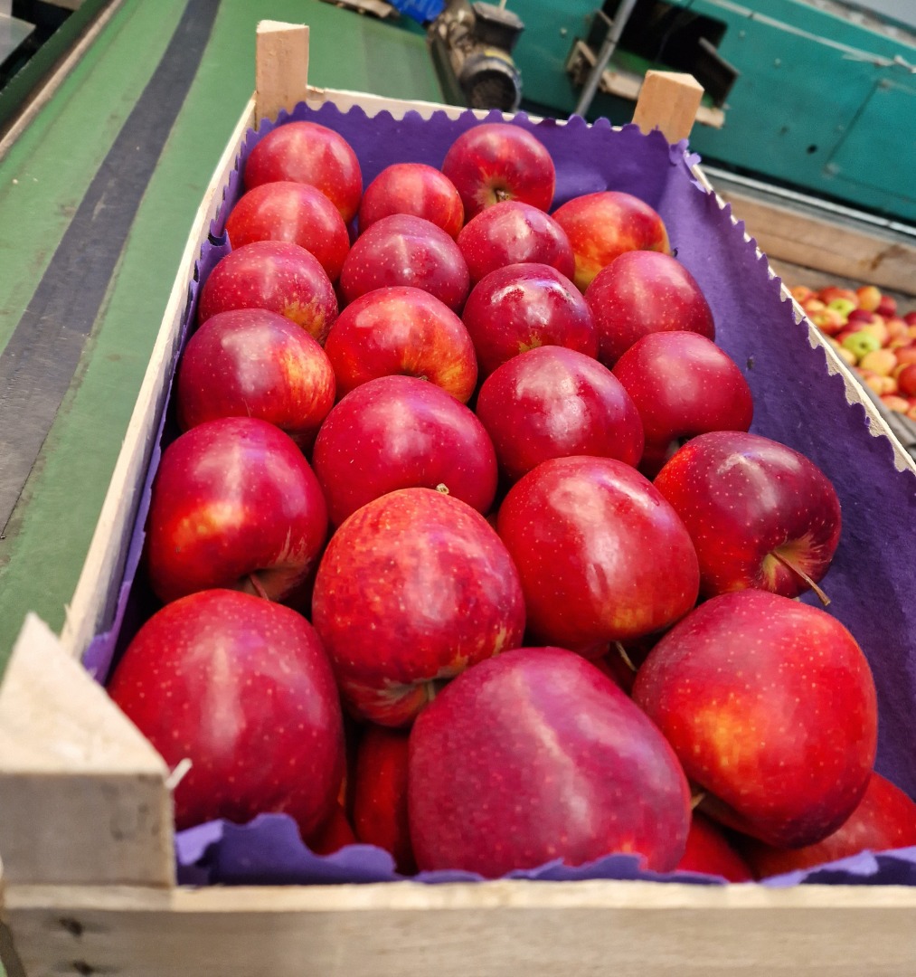 Venderé manzanas de consumo de KA