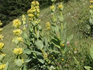Genciana amarilla, raíz de 7 años, seca. Nuestra genciana