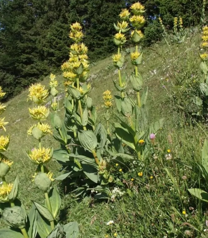 Genciana amarilla, raíz de 7 años, seca