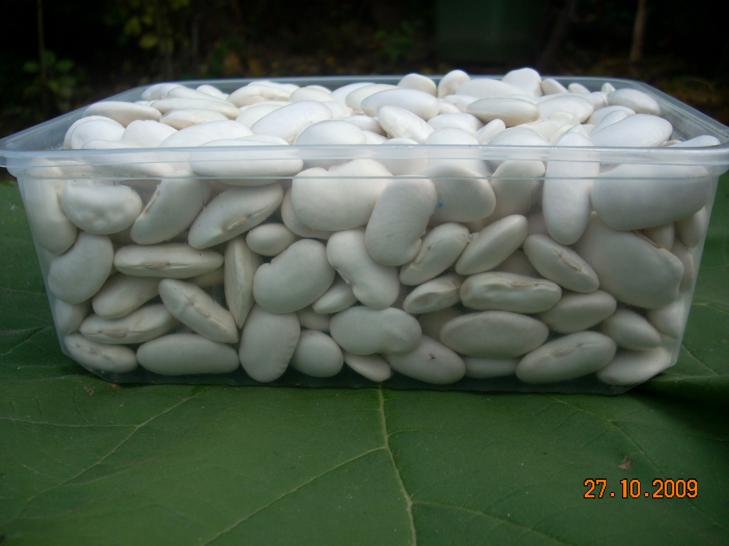 frijol blanco grande, 65-75 piezas/100g, producción ecológica, disponibilidad 1-15 toneladas, embalaje: saco de 25 kg, contacto; [dirección de correo