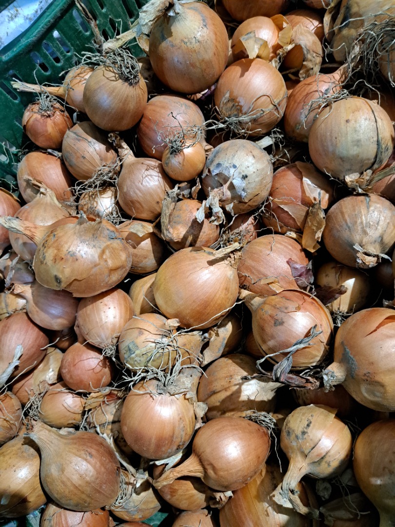 Se vende cebolla amarilla