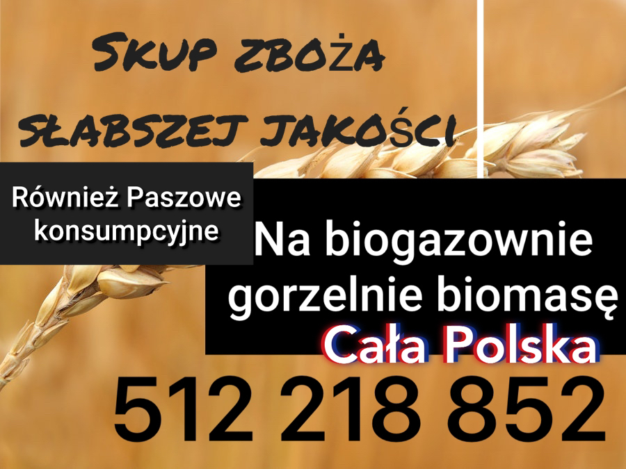 Compra de todos los cereales, maíz, colza de Polonia, para piensos y consumo, también para destilerías de menor calidad, pago rápido 5/1/2/2/1/8/8/5/2