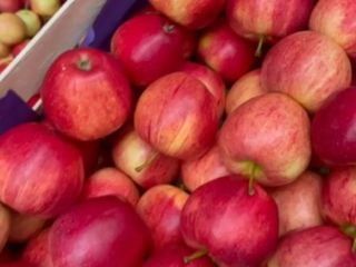 Venderé una manzana Gala rayada, cualquier embalaje, posiblemente en