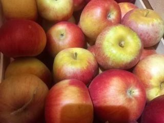 Vendo manzanas de la variedad Ajdared, los productos están