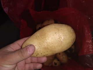 Suministramos papas Agria frescas a un precio muy bueno