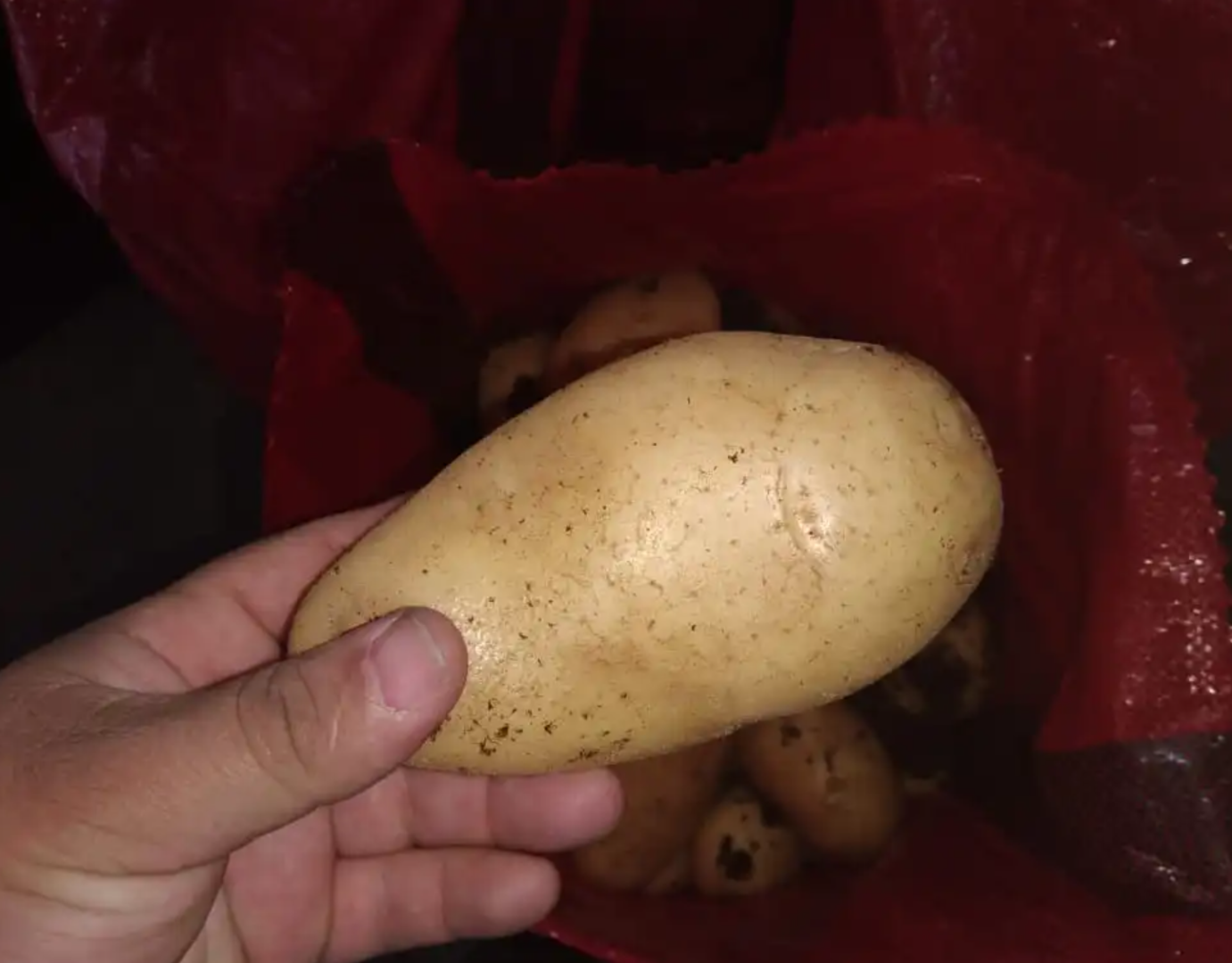 Suministramos papas Agria frescas a un precio muy bueno y razonable y entregamos su pedido a la dirección proporcionada