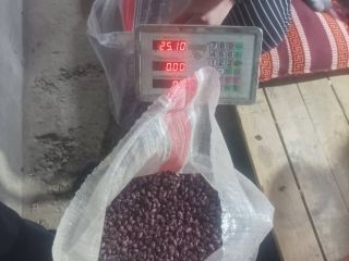 Vendemos frijoles pelados de la variedad Royal (Tashkent) de